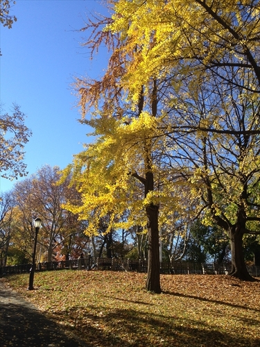 Large